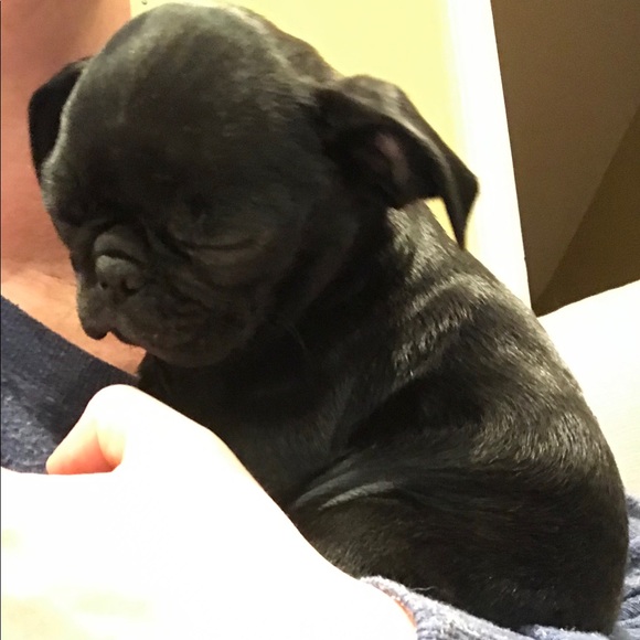 Meet your Posher, Alanna - Picture 1 of 1